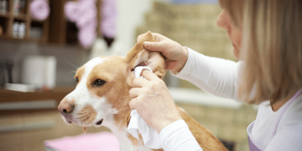 How to Clean the Ears of a Dog: A Comprehensive Guide - Bully Sticks Central