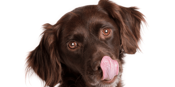 How To Dry Sweet Potatoes For Dog Treats - Bully Sticks Central