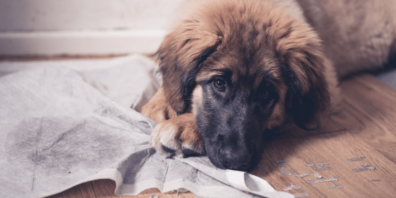 How Do You Housebreak a Puppy?