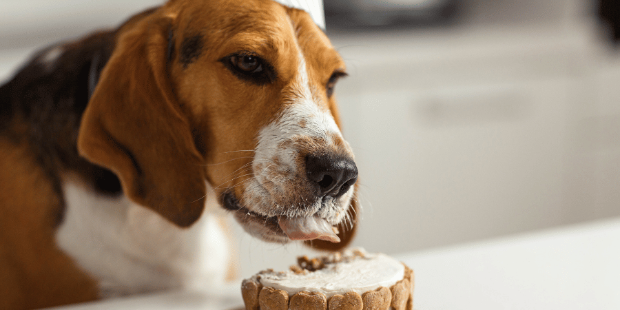 How To Make A Dog Treat