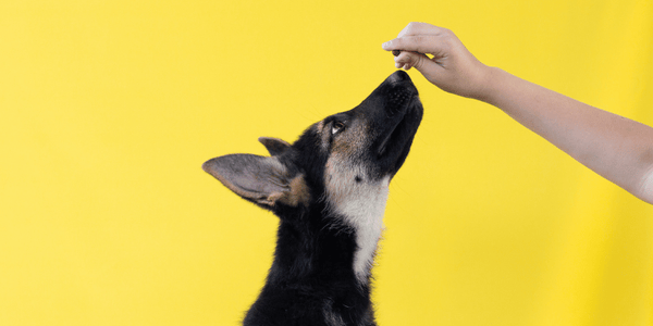 How To Make Natural Dog Treats At Home - Bully Sticks Central
