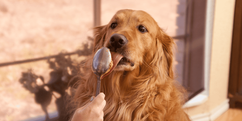 How To Make Peanut Butter Dog Treats - Bully Sticks Central