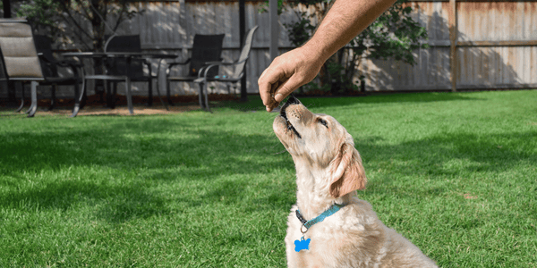 How To Make Puppy Treats - Bully Sticks Central