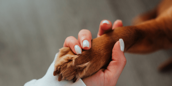 dog chewing on feet