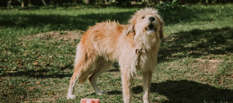 How to stop your dog from barking - Help and Advice for Barky Dog Owners - Bully Sticks Central