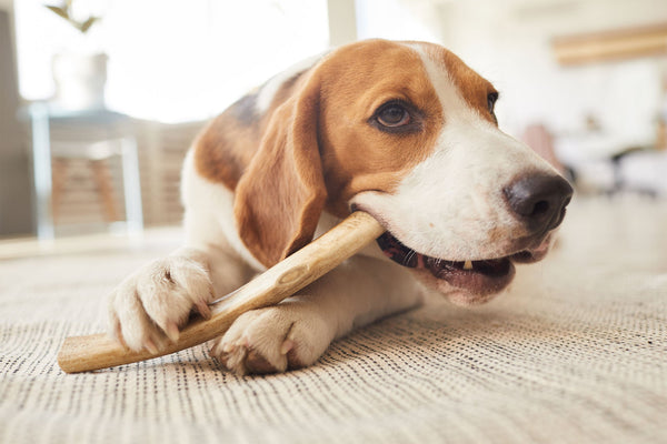 How to Stop Your Dog from Chewing on Things: Solutions That Work - Bully Sticks Central
