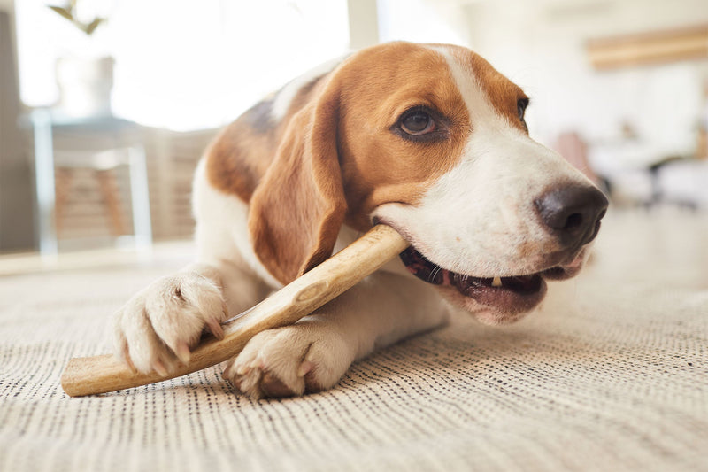 Do Dogs Get Bored? 10 Tips to Keep Dog Boredom Away