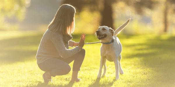 How to Train Your Dog Not to Bark - Bully Sticks Central