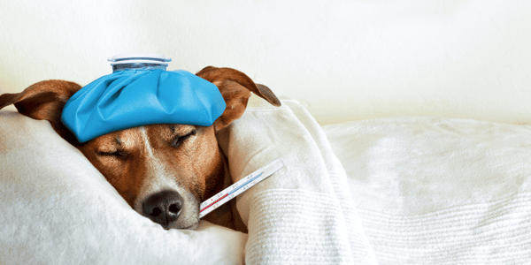 How To Treat A Dog Fever - Bully Sticks Central