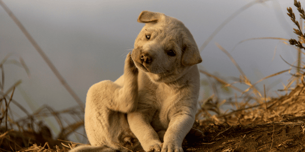 How To Treat A Dogs Ear Infection At Home - Bully Sticks Central