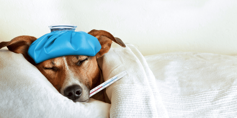 How To Treat A Dog's Fever - Bully Sticks Central