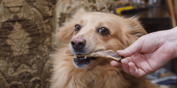 How To Treat a Dog's Red Swollen Gums - Bully Sticks Central