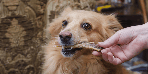 How To Treat a Dog s Red Swollen Gums