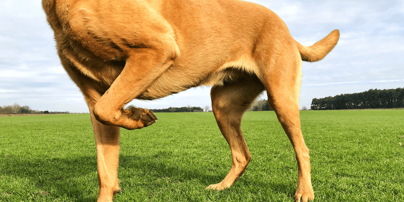 How To Treat A Limping Dog At Home - Bully Sticks Central