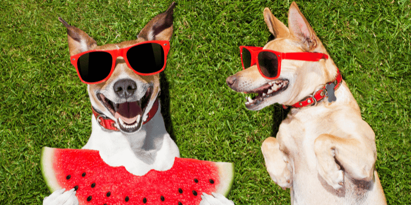 How to Treat a Puncture Wound on a Dog: Quick & Effective Care Tips