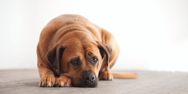 How To Treat A UTI In Dogs - Bully Sticks Central