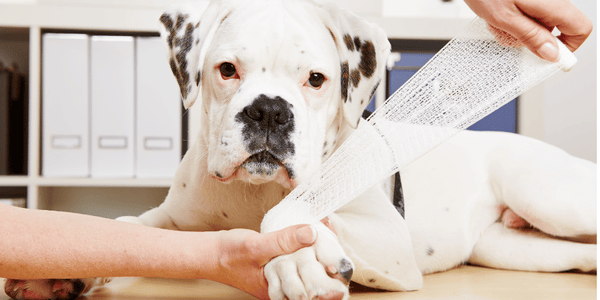 How to Treat an Infected Paw on a Dog - Bully Sticks Central