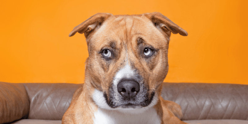 How To Treat Anxiety In Dogs - Bully Sticks Central
