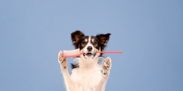 How To Treat Bad Breath In Dogs - Bully Sticks Central