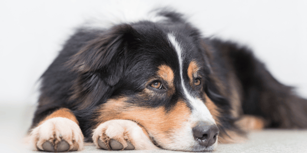 How To Treat Dog Ear Infection - Bully Sticks Central