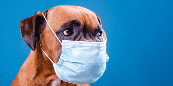 How to Treat Dog Flu - Bully Sticks Central