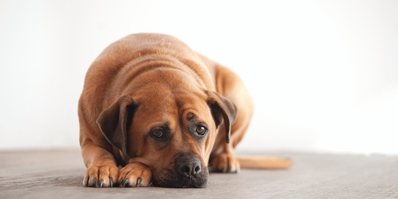 Pressure sore relief dog elbow online