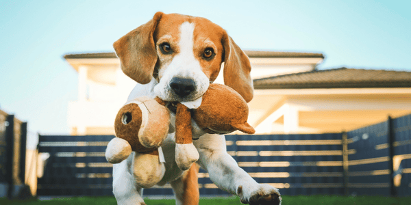 How To Treat Dog Urine Spots On Grass - Bully Sticks Central