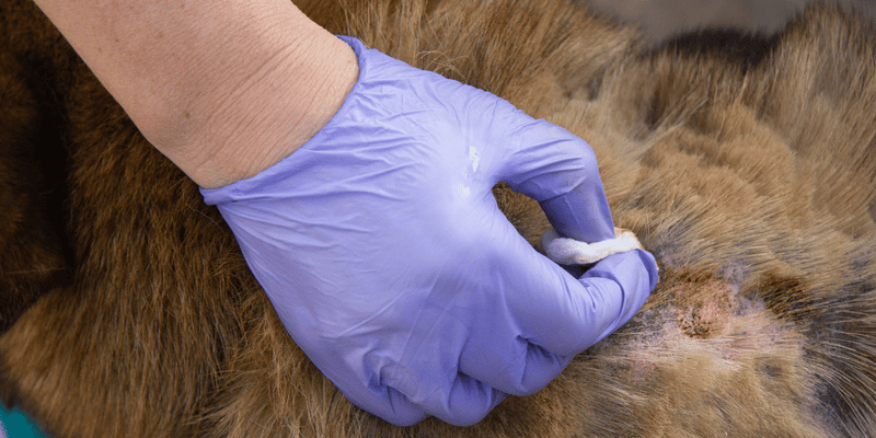 How to Treat Dog Wounds