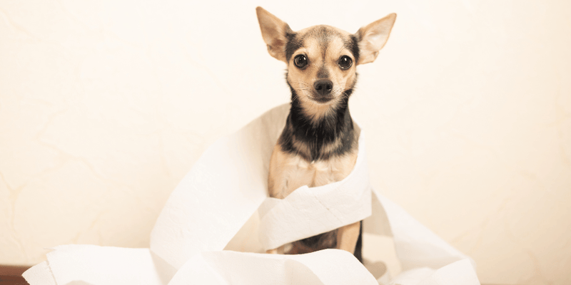 How To Treat Dogs With Diarrhea - Bully Sticks Central