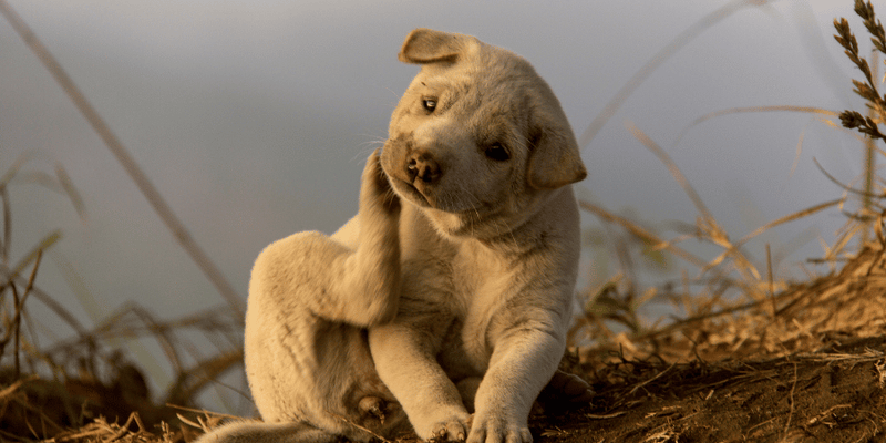 How To Treat Dry Skin On A Dog - Bully Sticks Central