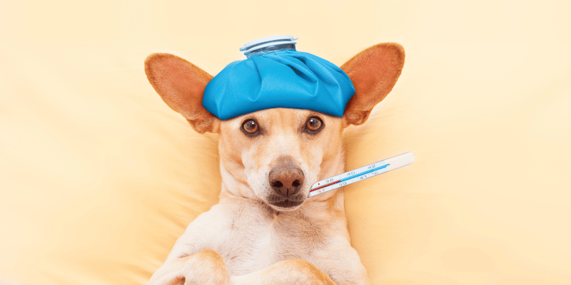 How To Treat Fever In Dogs - Bully Sticks Central