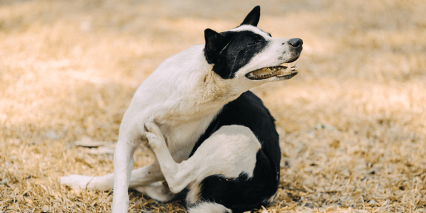 How To Treat Fleas On Dogs - Bully Sticks Central