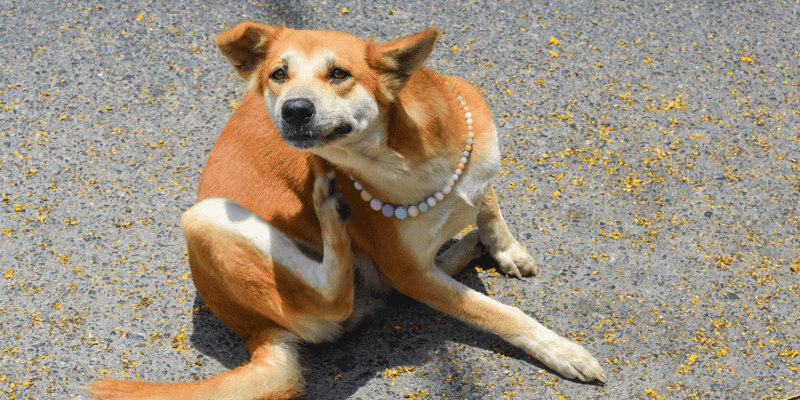 How to Relieve Dog Itching After Grooming: Effective Remedies