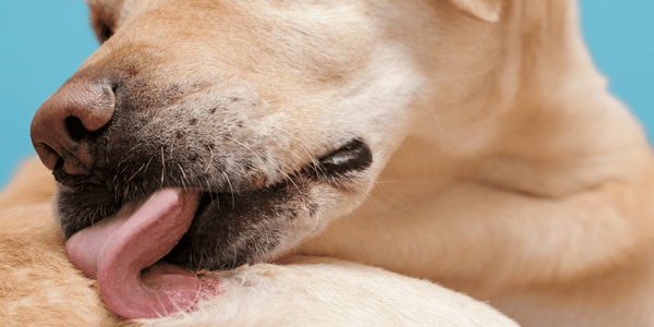 How To Treat Open Wound On Dog - Bully Sticks Central