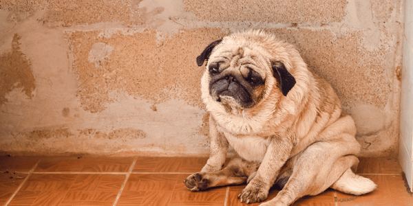 How To Treat Ringworm In Dogs - Bully Sticks Central