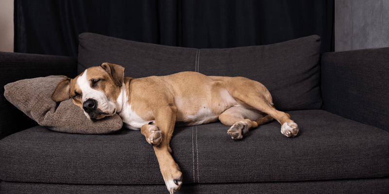 How To Treat Vaginitis In Dogs - Bully Sticks Central