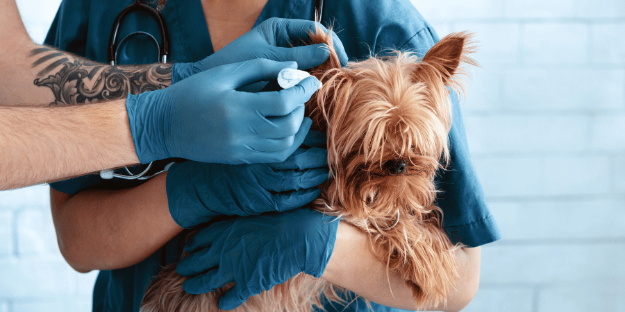 The Secret Dog Yeast Infection Home Remedy Vets Dont Want You To Know - xlpde22