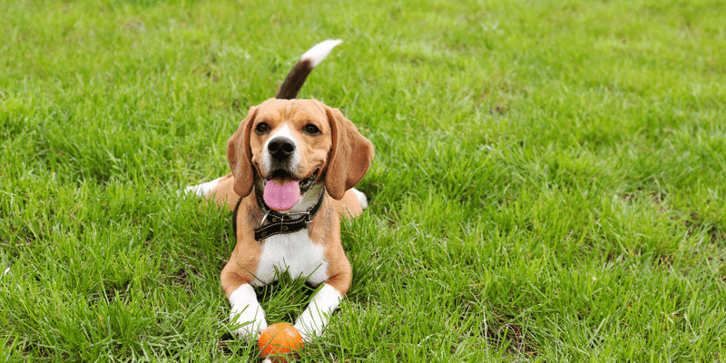 How To Treat Your Yard For Dog Worms - Bully Sticks Central