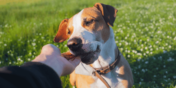 how to make dog treats