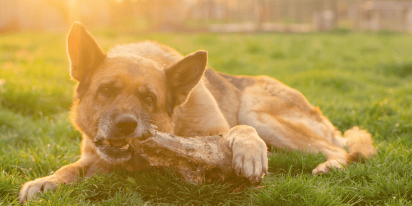 Huge Dog Bones - Bully Sticks Central