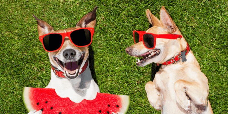 Hypoallergenic dog bones online