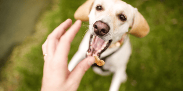 Ingredients For Dog Treats - Bully Sticks Central