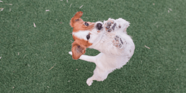 Joint Treats For Dogs - Bully Sticks Central