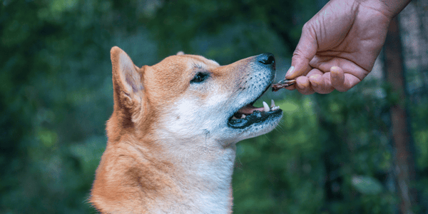 Kidney Safe Dog Treats - Bully Sticks Central