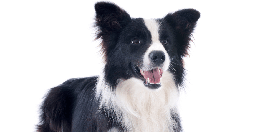 Are Knuckle Bones Good for Dogs? Benefits, Safety & Serving Guide (202