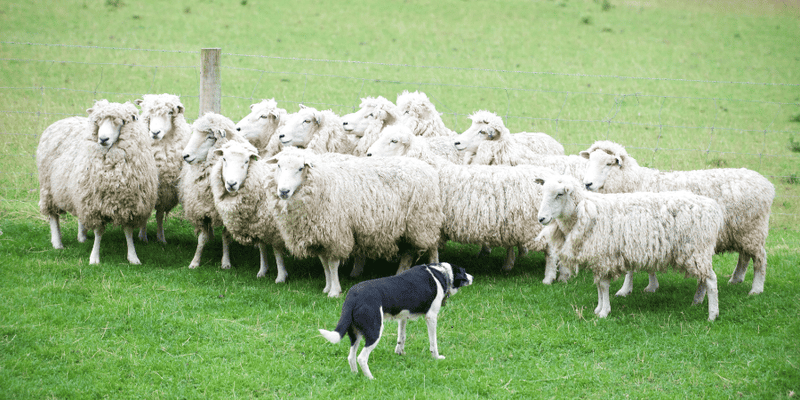 Lambs Ears Dog Treats - Bully Sticks Central