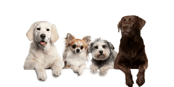 Lean Treats Dogs - Bully Sticks Central