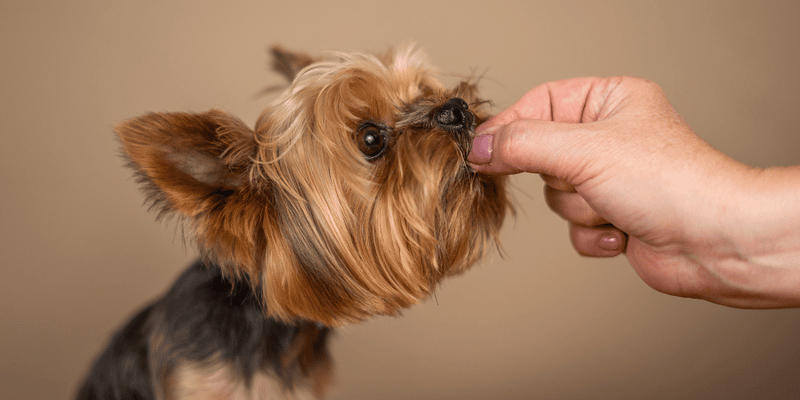Little Bites, Big Benefits: Finding the Best Small Dog Treats - Bully Sticks Central