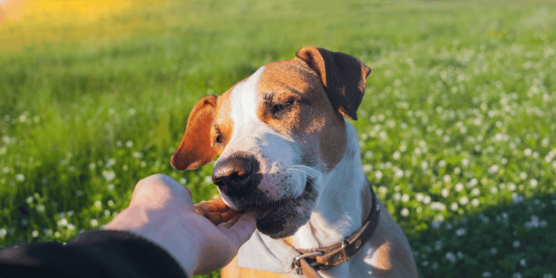 Liver Brownies Dog Treats Recipe - Bully Sticks Central