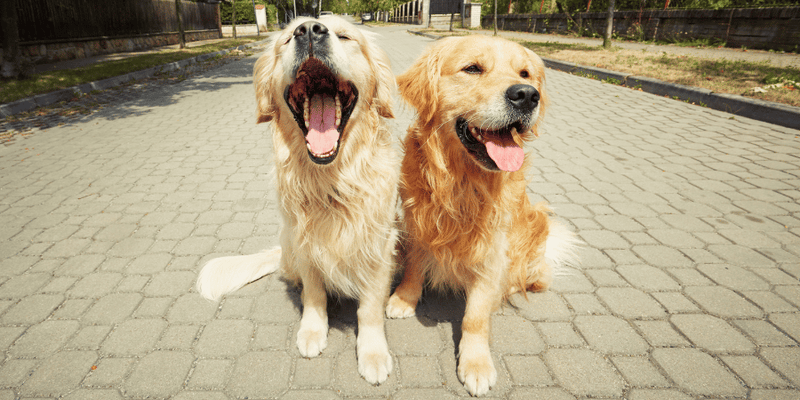 Long Lasting Dog Treats - Bully Sticks Central